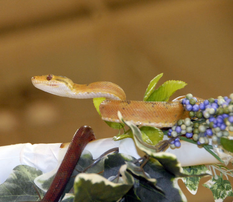 Reptile Fest 2010