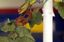 Reptile Fest 2010