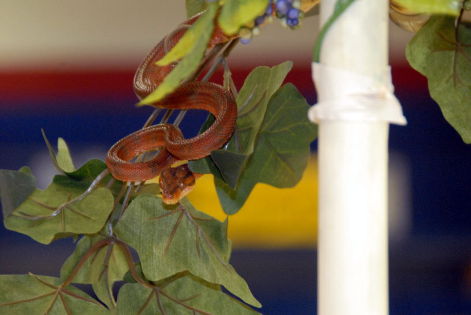 Reptile Fest 2010
