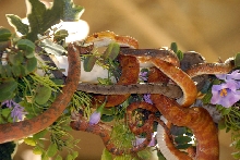 Reptile Fest 2010