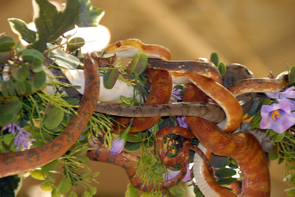 Reptile Fest 2010