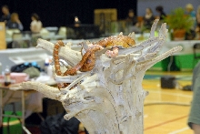 Reptile Fest 2010
