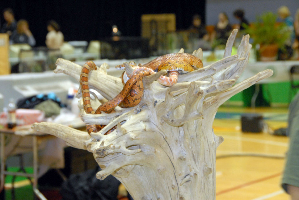 Reptile Fest 2010
