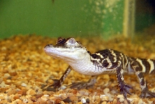 Reptile Fest 2010