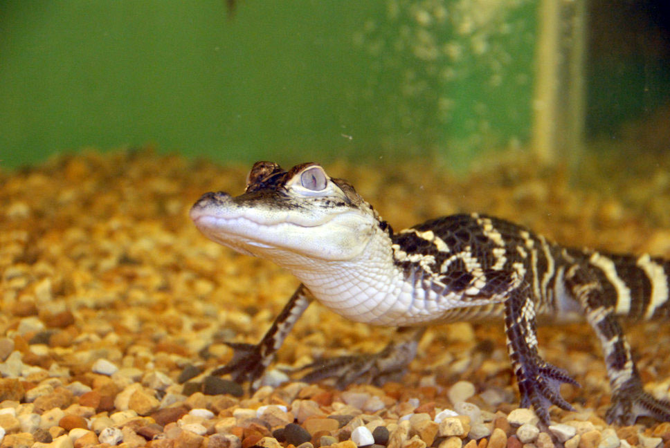 Reptile Fest 2010