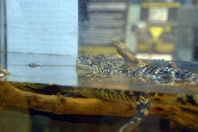 Reptile Fest 2010