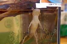 Reptile Fest 2010