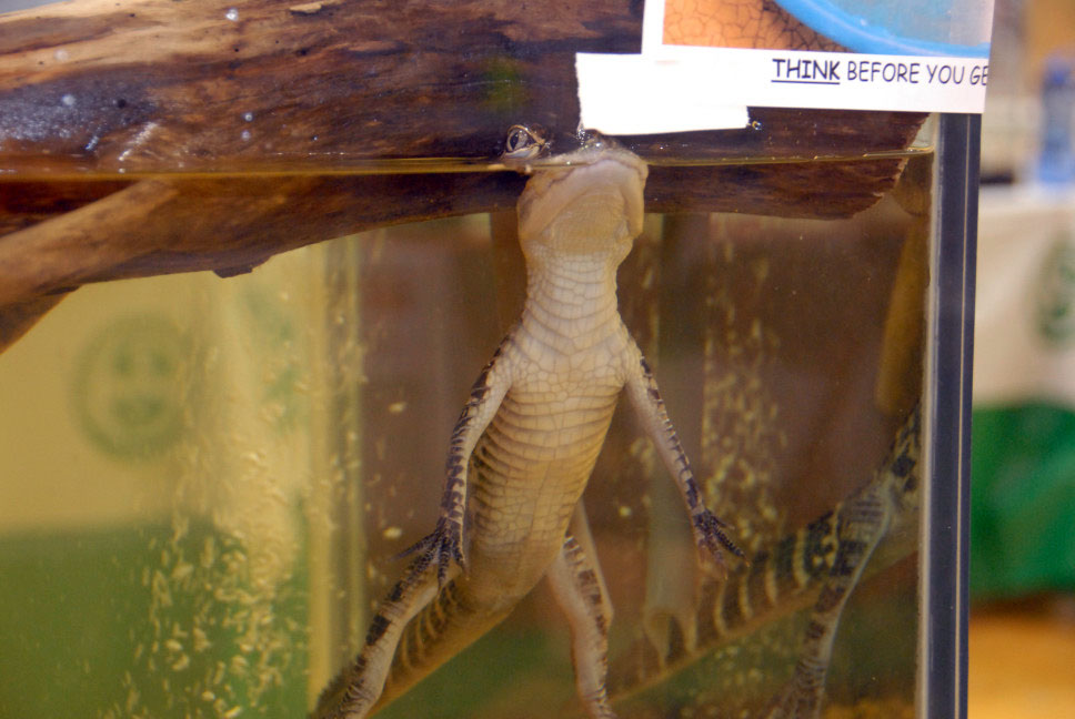 Reptile Fest 2010