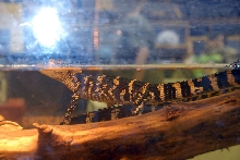 Reptile Fest 2010