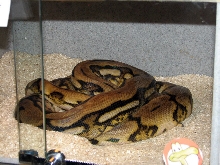 Reptile Fest 2010