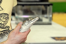 Reptile Fest 2010