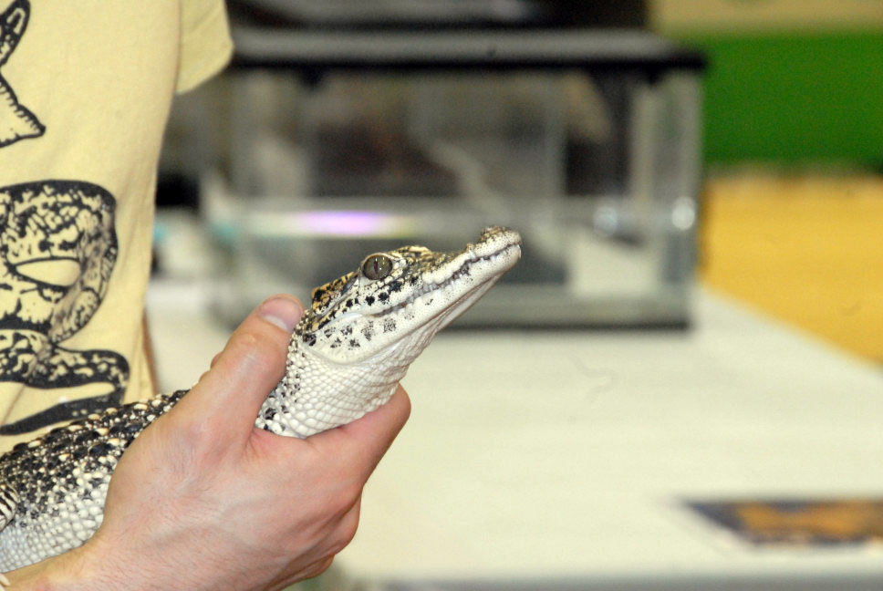 Reptile Fest 2010