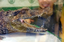 Reptile Fest 2010