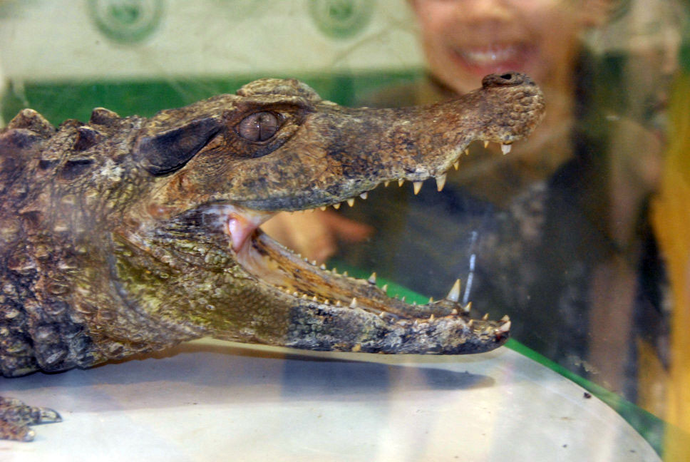 Reptile Fest 2010
