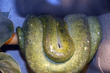 Reptile Fest 2010