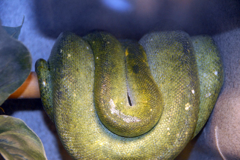 Reptile Fest 2010