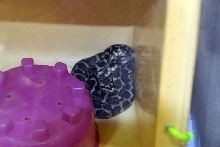 Reptile Fest 2010
