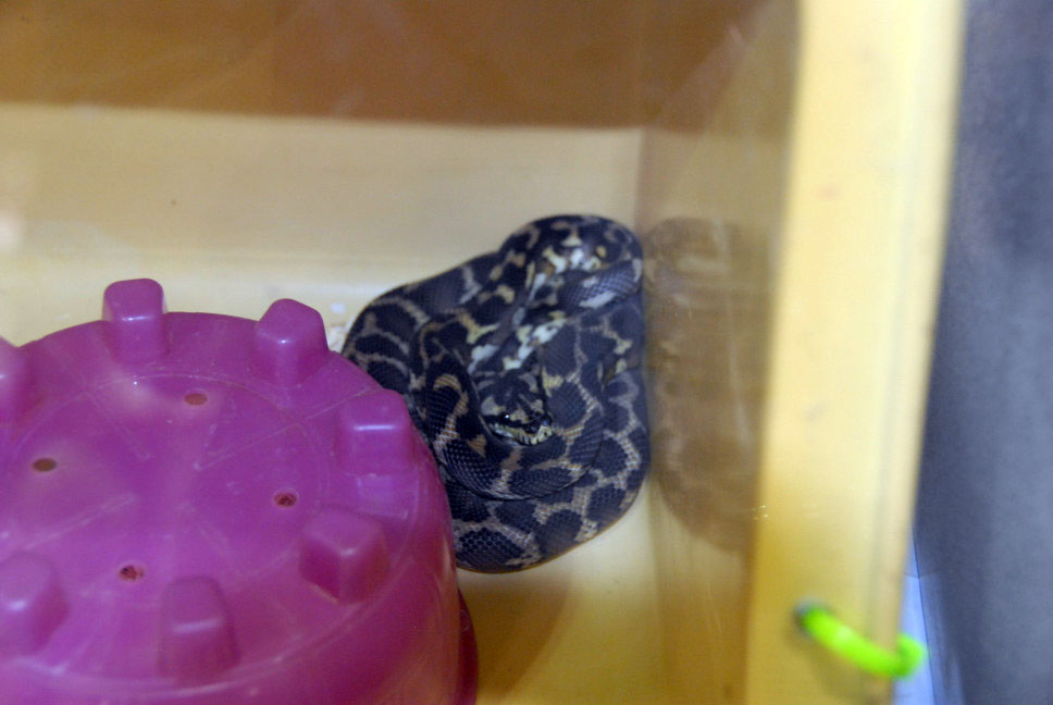 Reptile Fest 2010