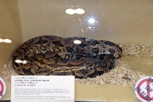 Reptile Fest 2010
