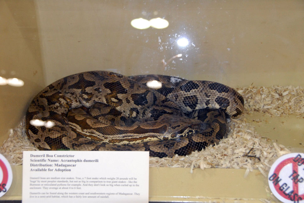 Reptile Fest 2010
