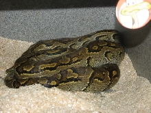 Reptile Fest 2010