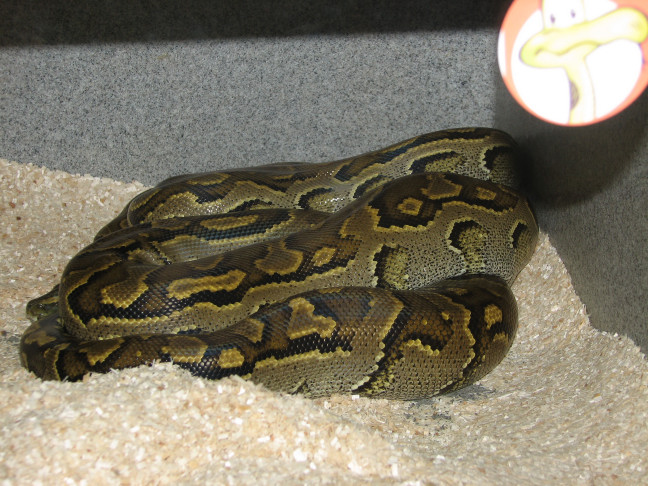 Reptile Fest 2010