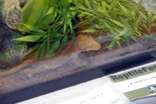 Reptile Fest 2010
