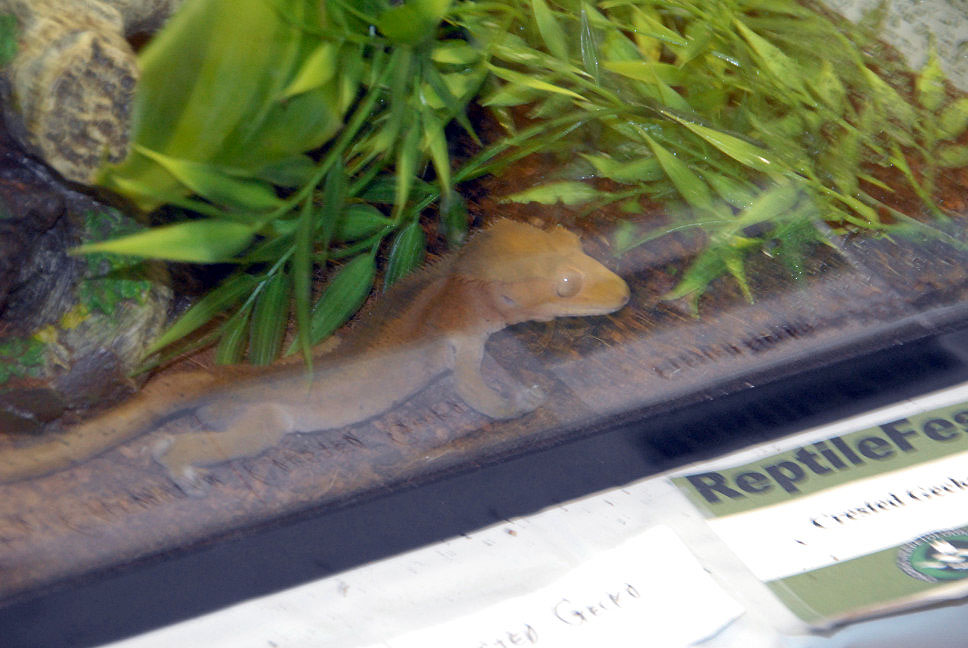 Reptile Fest 2010
