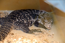Reptile Fest 2010