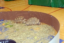 Reptile Fest 2010