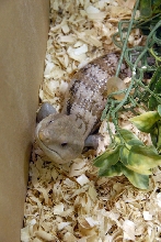 Reptile Fest 2010