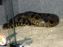 Reptile Fest 2010