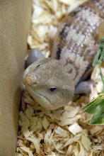 Reptile Fest 2010