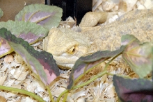 Reptile Fest 2010
