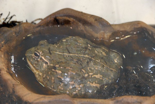 Reptile Fest 2010