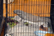 Reptile Fest 2010