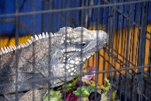 Reptile Fest 2010