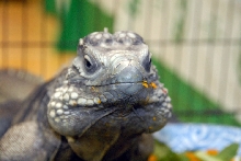 Reptile Fest 2010
