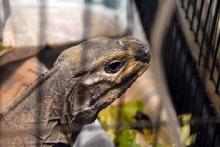 Reptile Fest 2010