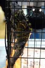 Reptile Fest 2010