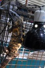 Reptile Fest 2010