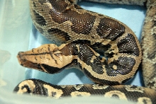 Reptile Fest 2010