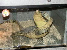 Reptile Fest 2010