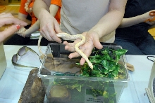 Reptile Fest 2010