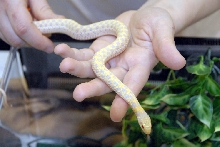 Reptile Fest 2010