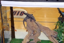 Reptile Fest 2010