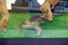 Reptile Fest 2010