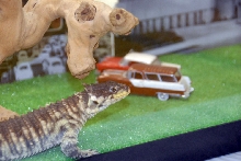 Reptile Fest 2010