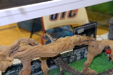 Reptile Fest 2010