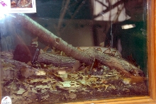 Reptile Fest 2010